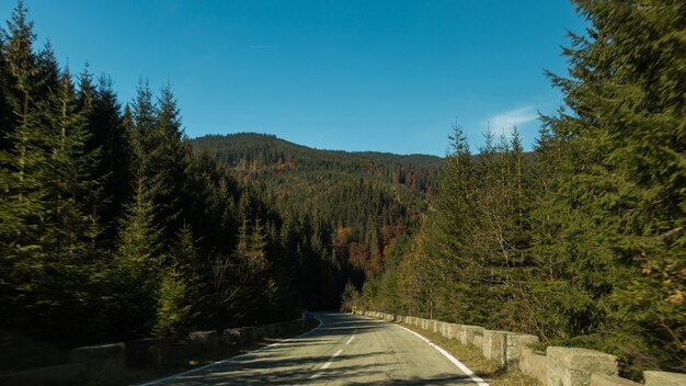 Un camino en el bosque