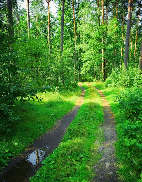 Camino en el bosque