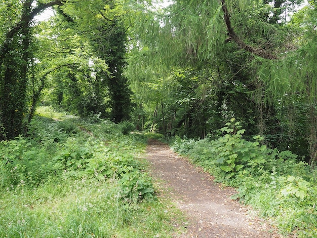 Camino en el bosque