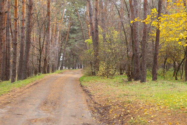 Camino en el bosque