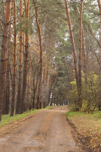 Camino en el bosque