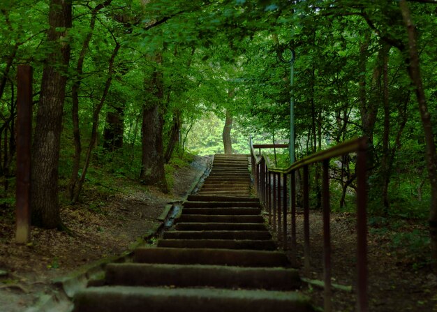 Camino del bosque