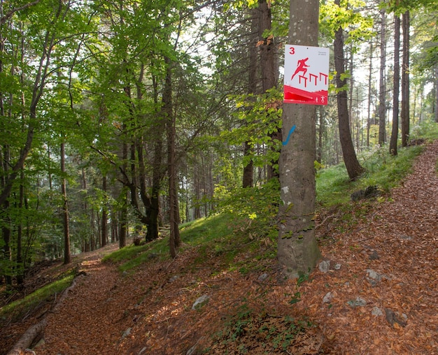 camino en el bosque