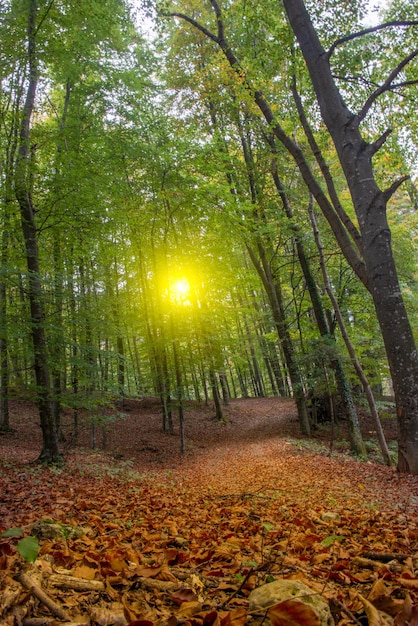 camino en el bosque