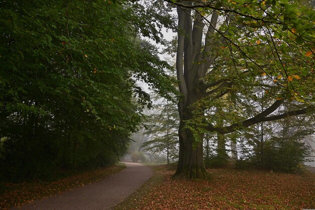 camino en el bosque