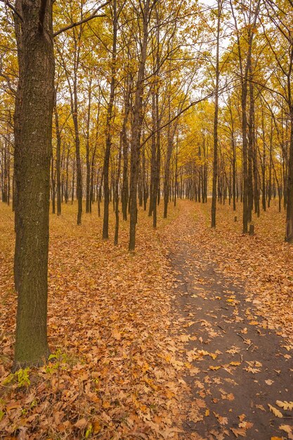 Camino en el bosque