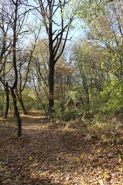 Foto un camino en un bosque