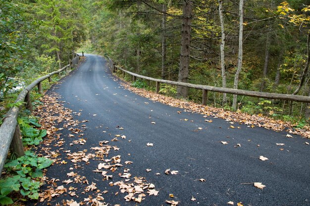 Camino en el bosque