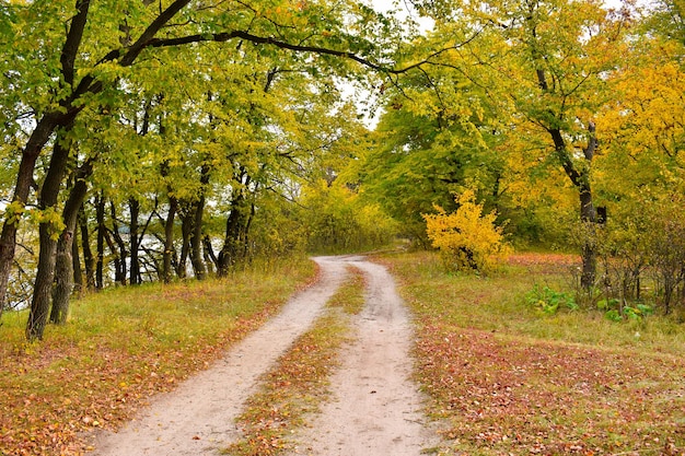 Camino campestre en el bosque de otoño hojas amarillas en los árboles y en el suelo