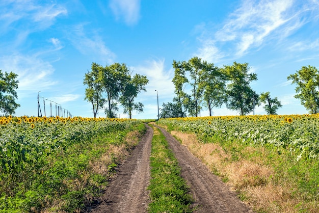 Camino campestre a través del campo con girasoles