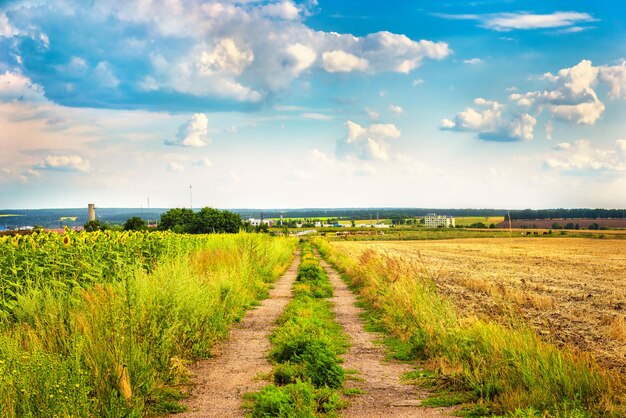 Camino campestre a través de campos de girasoles y trigo segado