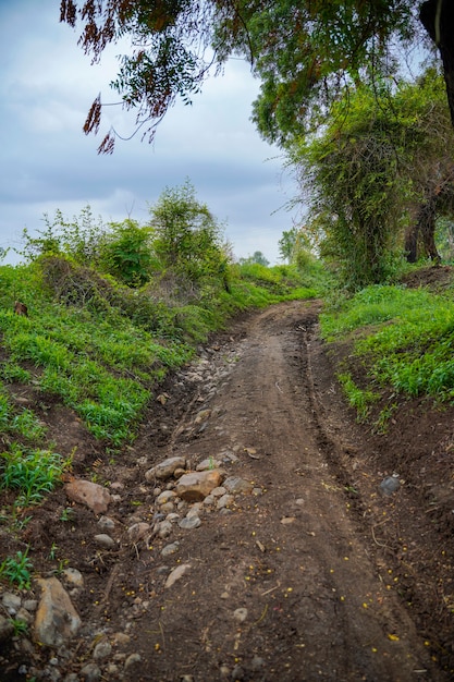 Camino en el campo de la agricultura. calle rural