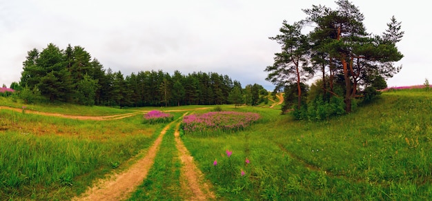 Camino de campo Alturas de Koltush: paisaje natural, distrito de Vsevolozhsky, región de Leningrado. Panorama.