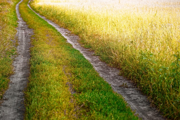 El camino del campo en un campo de trigo o centeno se adentra en la distancia Paisaje colorido en un cálido día de verano