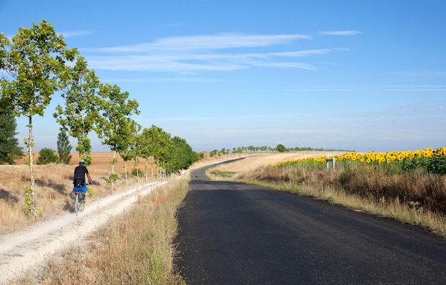 Camino y campo de girasoles.