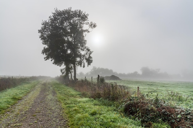 Un camino en el campo, hierba cubierta de rocío y el sol tratando de atravesar la niebla de una mañana fría