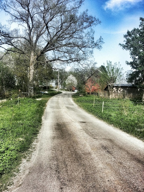 Foto camino de campo a lo largo de los árboles