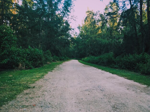 Foto camino de campo en medio de árboles