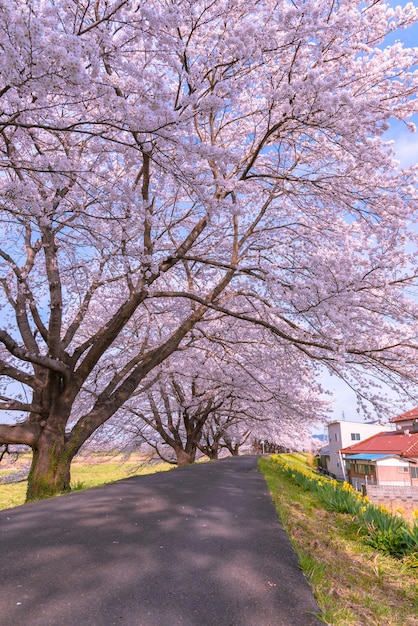 Camino de campo Narciso con el fondo del árbol de flor de cerezo a lo largo de las orillas del río Shiroishi