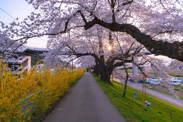 Camino de campo Narciso con el fondo del árbol de flor de cerezo a lo largo de las orillas del río Shiroishi