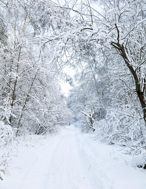 Camino de campo nevado a través del bosque de invierno