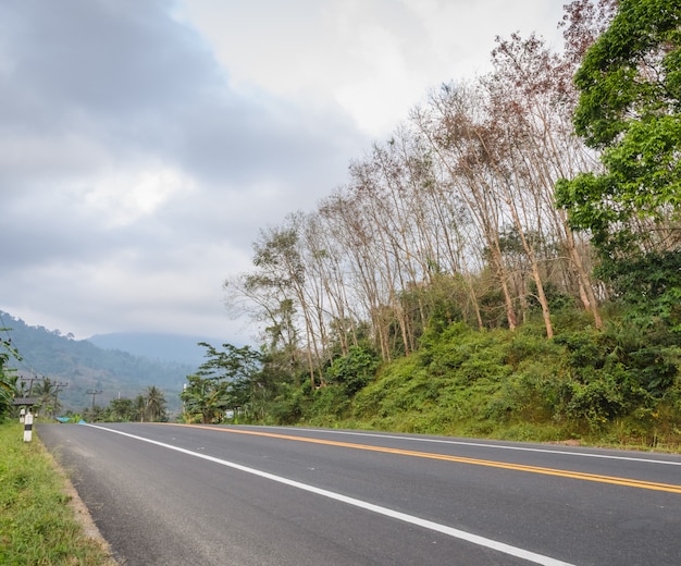 Camino de campo con niebla