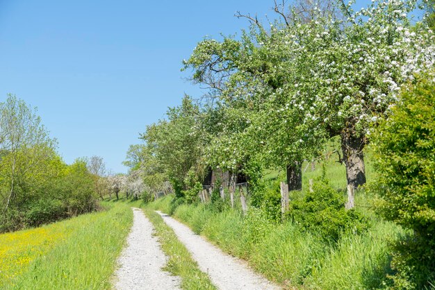 Camino de campo en primavera