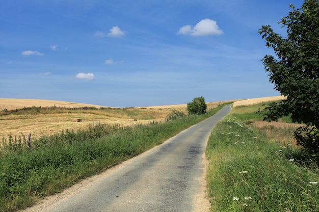 Camino en el campo en verano bajo el sol.