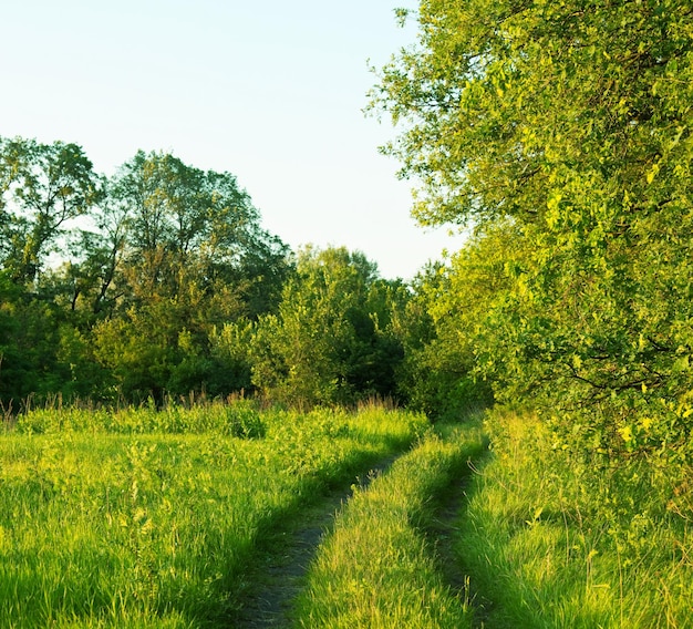 camino en campo