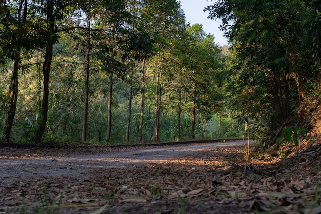 Foto camino de campo