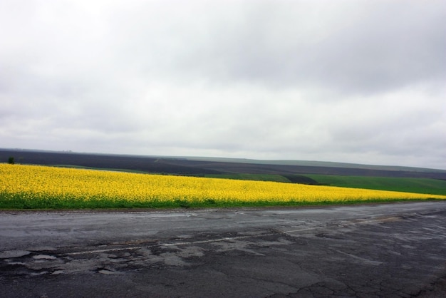 camino y campo