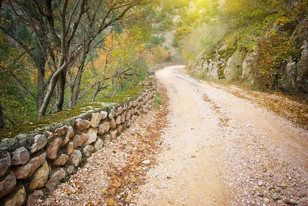 Camino en el cañón del otoño. Composición de la naturaleza.