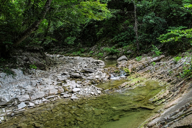 Camino a cascadas y río en bosque