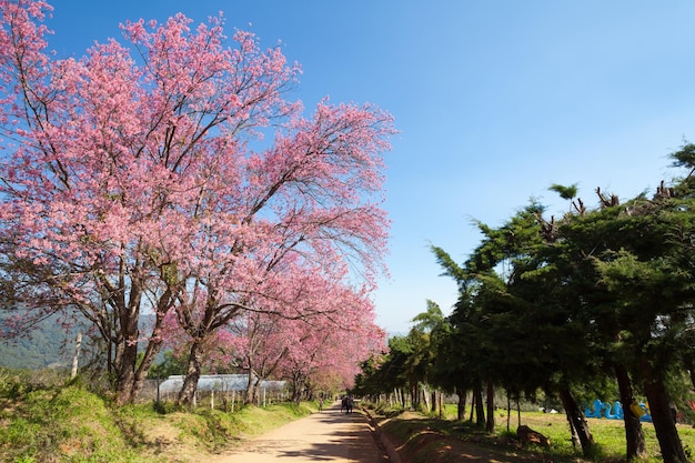 Camino de los cerezos en flor en Khun Wang ChiangMai Tailandia