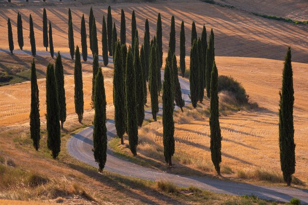 Camino con cipreses al atardecer en Toscana Italia