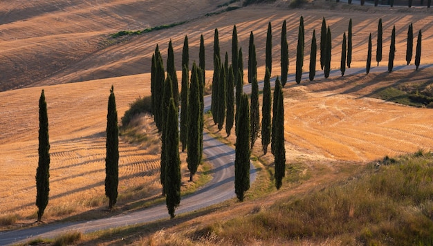 Camino con cipreses al atardecer en Toscana Italia