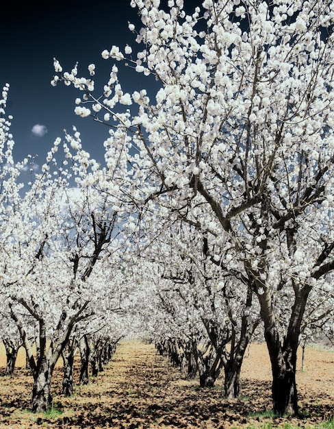 Camino entre los ciruelos en flor