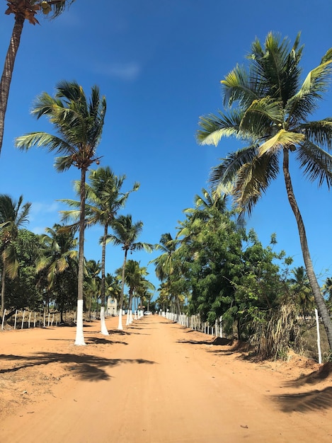 Camino con cocoteros a los lados.