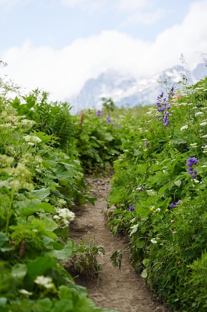 Foto un camino colorido ahogándose en la alta vegetación frente a las montañas