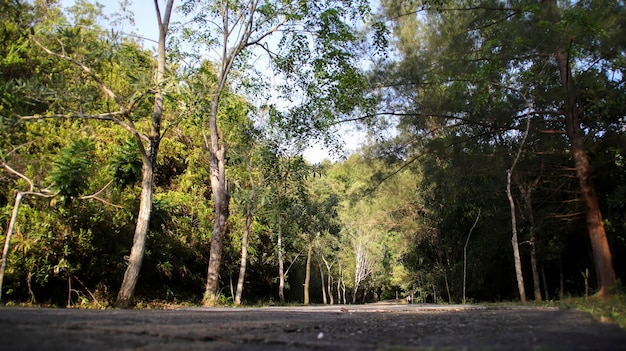 Un camino de concreto hacia el bosque con árboles a la izquierda y a la derecha Un parque, un jardín o un bosque