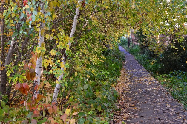 camino concreto en el parque de otoño cubierto de hojas amarillas y rojas