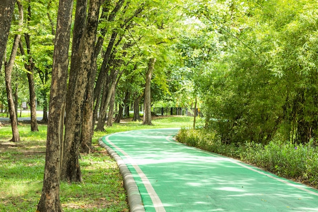 Camino de concreto verde para bicicletas y árboles