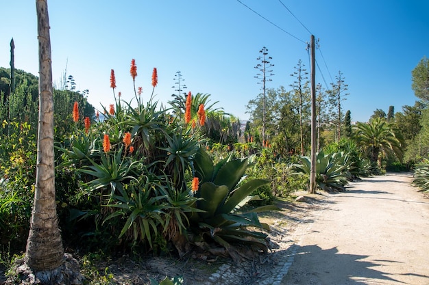 Foto un camino conduce a un camino con flores