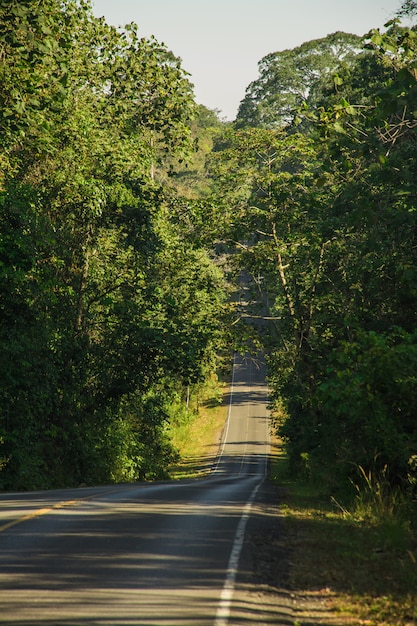 Camino cortado a través del bosque