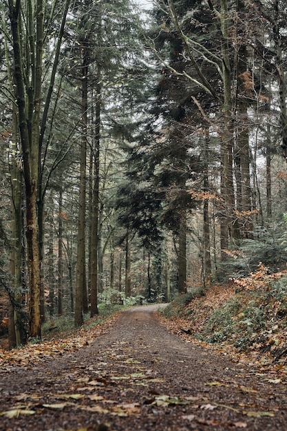 Camino cubierto de hojas en el bosque.