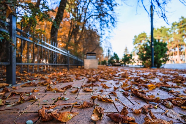 Un camino cubierto de hojas caídas de otoño en el parque