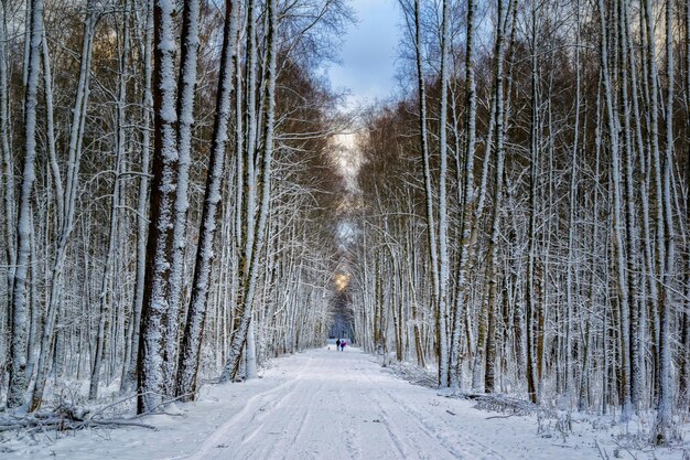 Camino cubierto de nieve a lo largo de los árboles