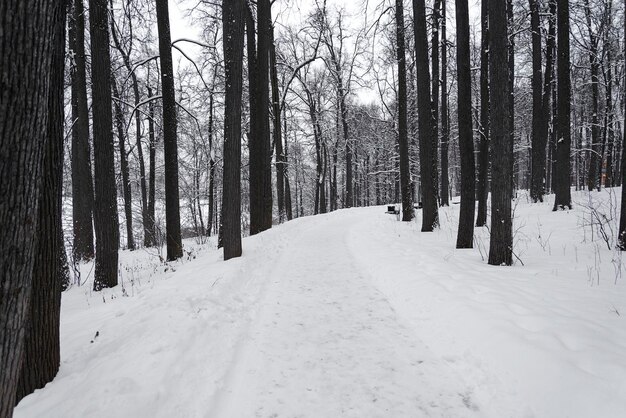 Foto camino cubierto de nieve en el parque de la ciudad de moscú