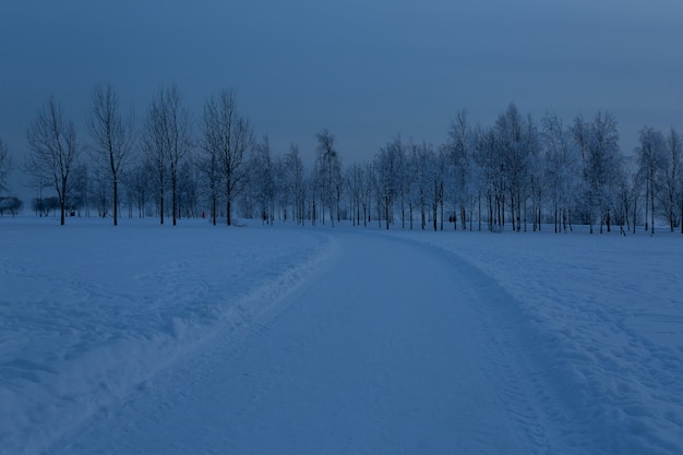 Camino cubierto de nieve en el parque de la tarde.