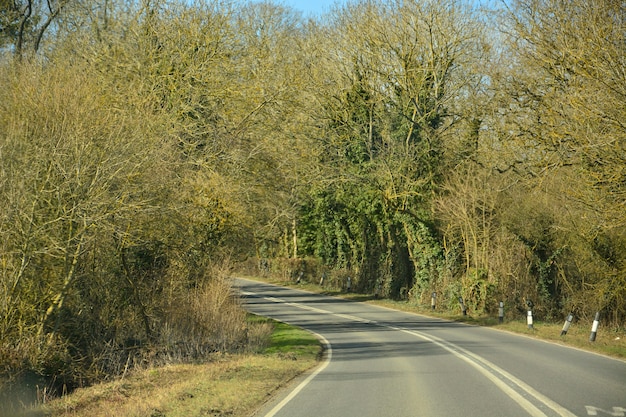 camino curvo entre árbol